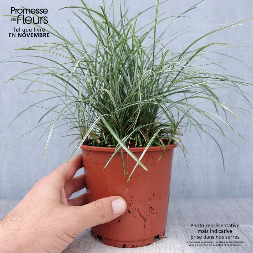Exemplaar van Ophiopogon japonicus Silver Mist - Japanse slangenbaard Pot van 1 l/1,5 l zoals geleverd in de herfst