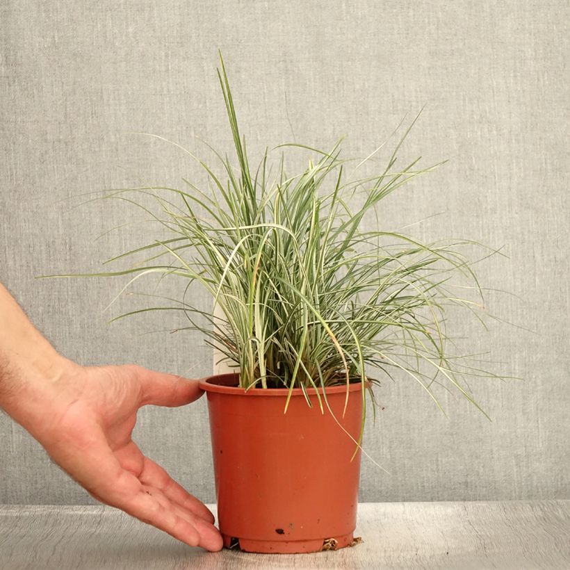 Exemplaar van Ophiopogon japonicus Silver Mist - Japanse slangenbaard Pot van 1 l/1,5 l zoals geleverd in de zomer