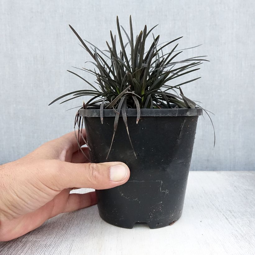 Exemplaar van Ophiopogon planiscapus Black Dragon - Slangenbaard Pot van 1 l/1,5 l zoals geleverd in de zomer