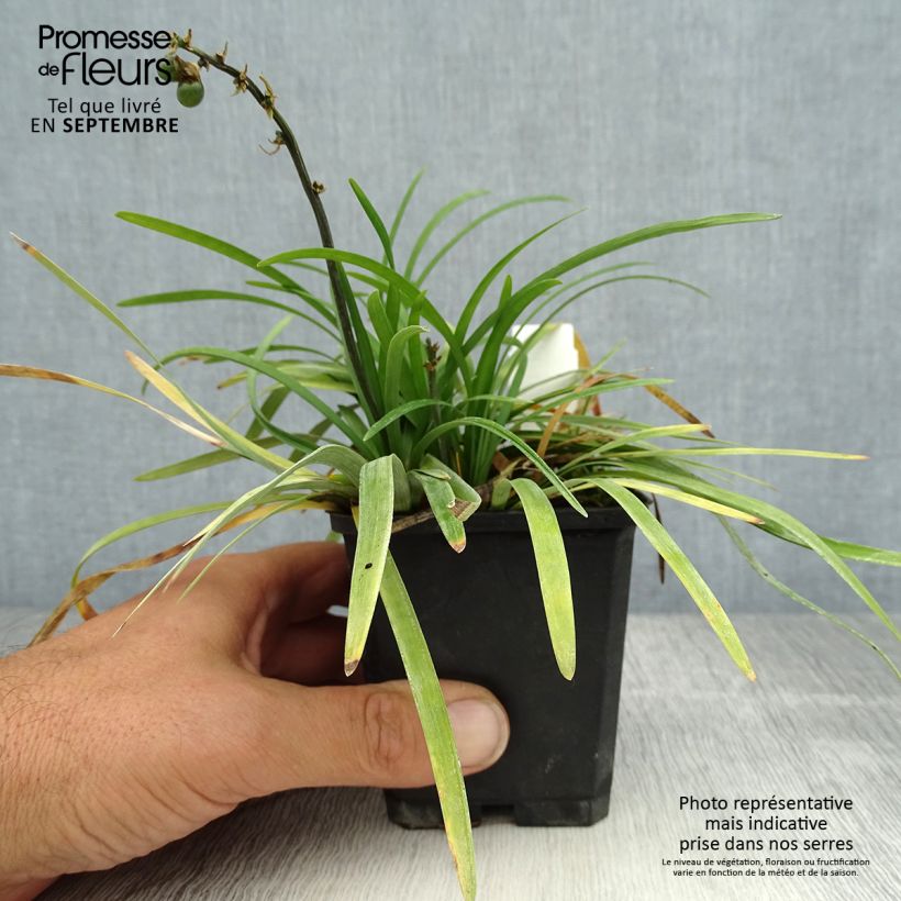 Exemplaar van Ophiopogon planiscapus - Slangenbaard Kweekpotje van 8/9 cm zoals geleverd in de zomer