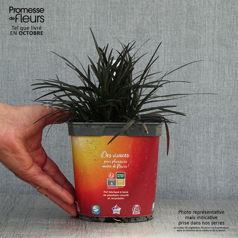 Exemplaar van Ophiopogon planiscapus Nigrescens - Slangenbaard Pot van 2 l/3 l zoals geleverd in de herfst