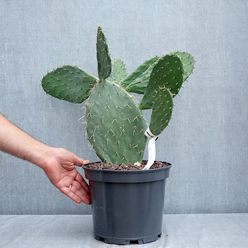 Exemplaar van Opuntia Alta - Schijfcactus Pot van 4 l/5 l zoals geleverd in de zomer