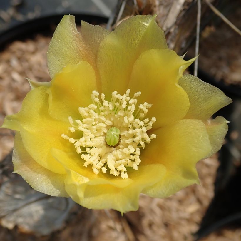 Opuntia angustata - Schijfcactus (Bloei)