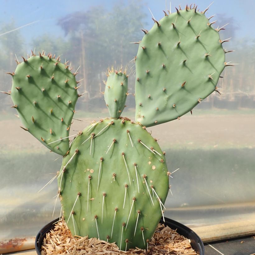 Opuntia angustata - Schijfcactus (Groeiplaats)