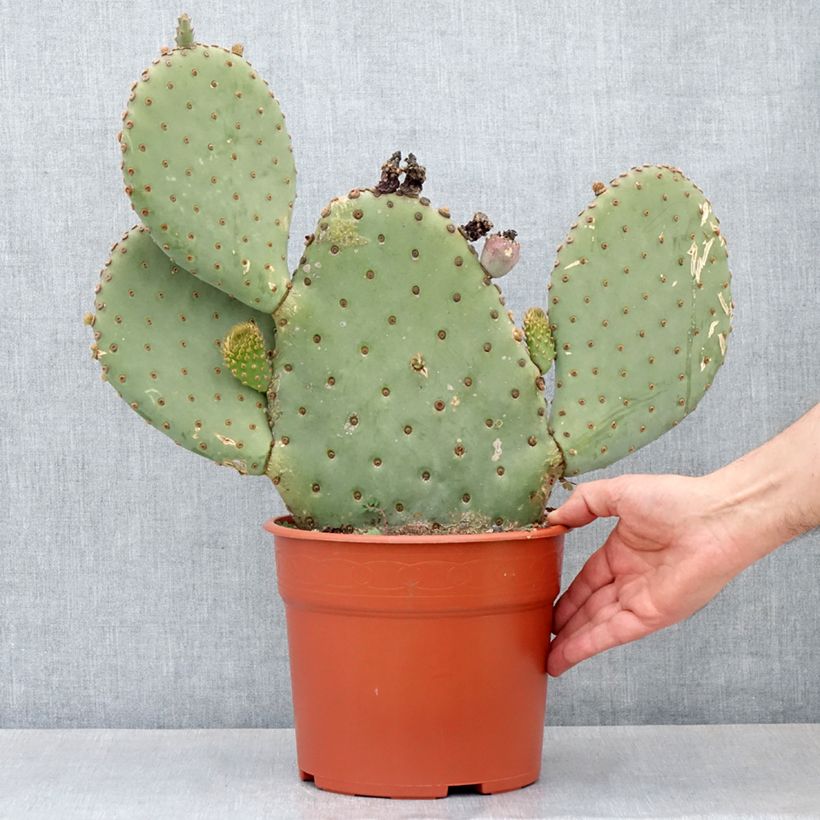 Exemplaar van Opuntia basilaris - Schijfcactus Pot van 4 l/5 l zoals geleverd in de lente