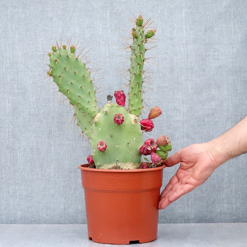 Exemplaar van Opuntia bergeriana - Schijfcactus Pot van 4 l/5 l zoals geleverd in de lente
