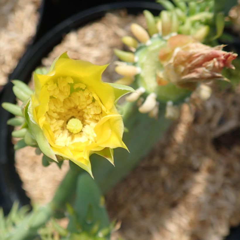 Opuntia cacanapa Ellisiana - Schijfcactus (Bloei)
