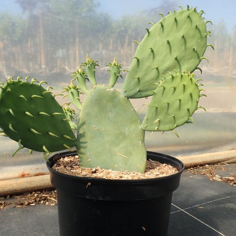 Opuntia cacanapa Ellisiana - Schijfcactus (Groeiplaats)