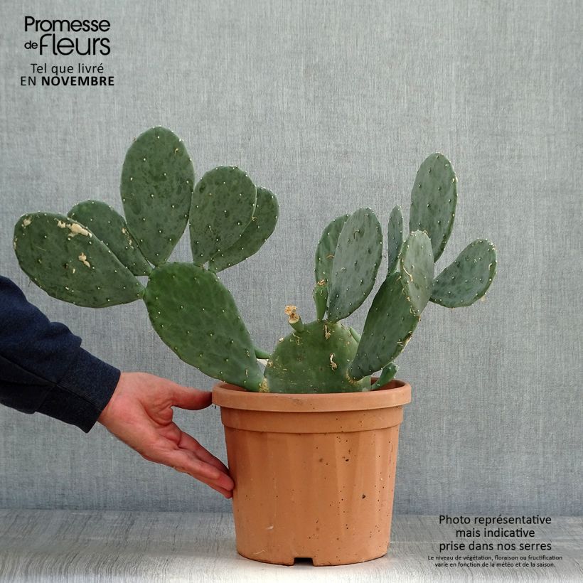 Exemplaar van Opuntia cacanapa Ellisiana - Schijfcactus Pot van 4 l/5 l zoals geleverd in de herfst