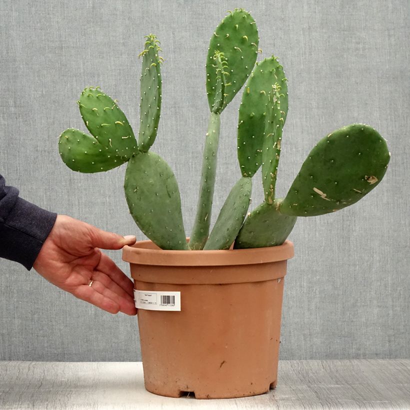 Exemplaar van Opuntia cacanapa Ellisiana - Schijfcactus Pot van 4 l/5 l zoals geleverd in de zomer