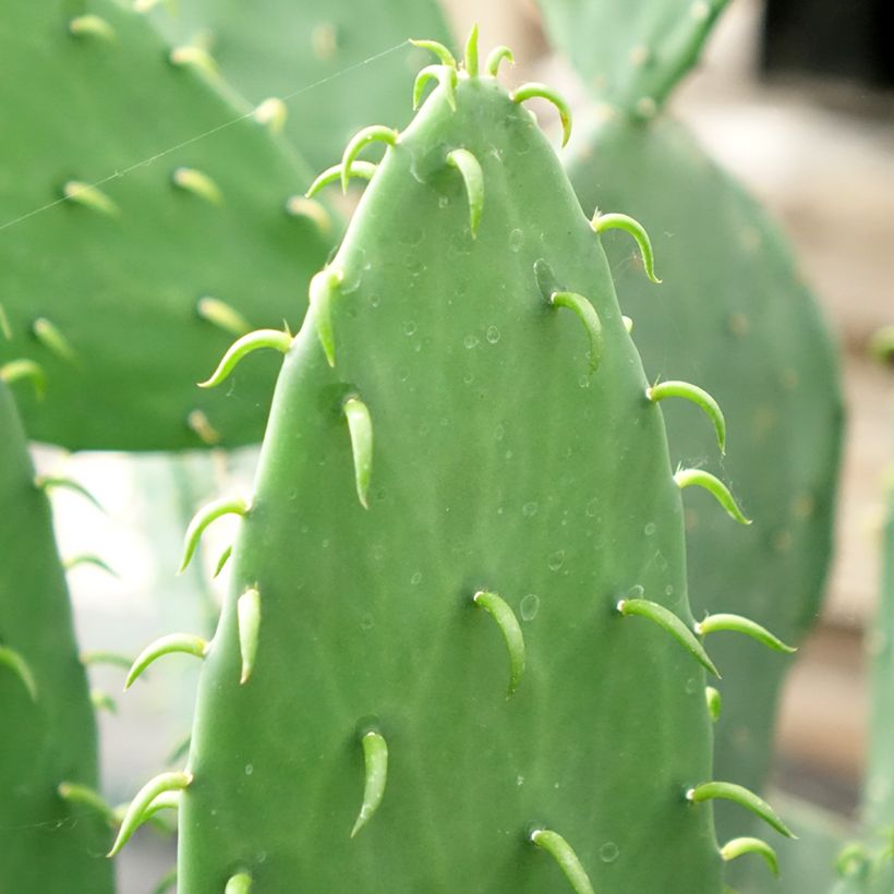 Opuntia cacanapa Ellisiana - Schijfcactus (Blad)