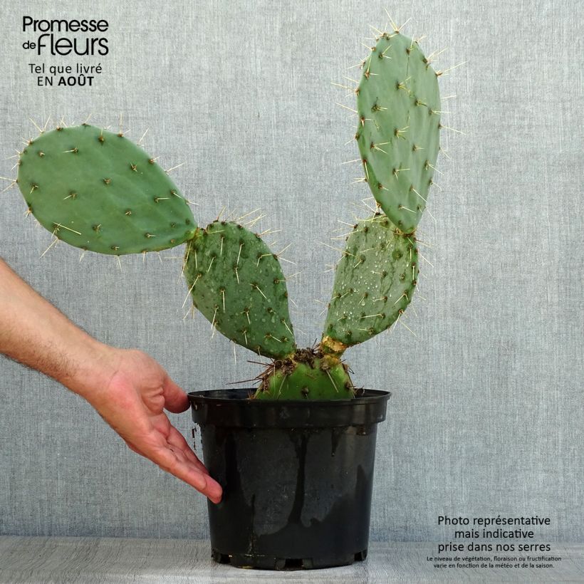 Exemplaar van Opuntia discata - Schijfcactus Pot van 4 l/5 l zoals geleverd in de zomer