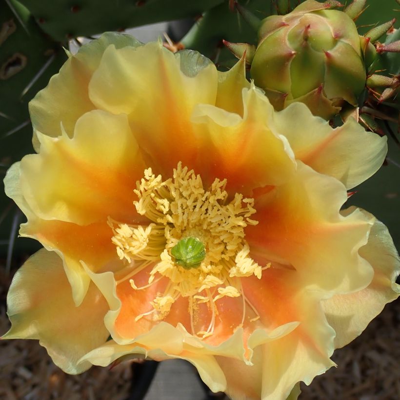 Opuntia dulcis - Schijfcactus (Bloei)