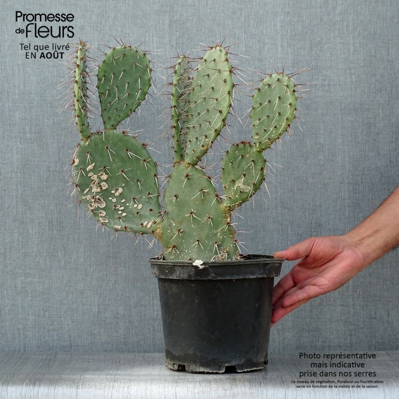 Exemplaar van Opuntia dulcis - Schijfcactus Pot van 4 l/5 l zoals geleverd in de zomer