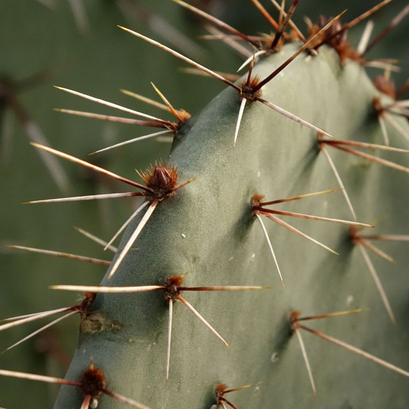 Opuntia dulcis - Schijfcactus (Blad)