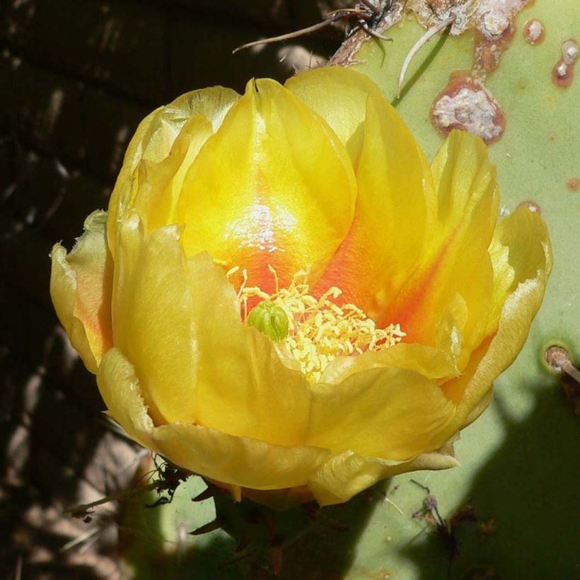Opuntia engelmannii - Schijfcactus (Bloei)