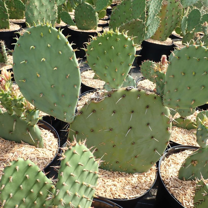 Opuntia engelmannii Belen - Schijfcactus (Groeiplaats)
