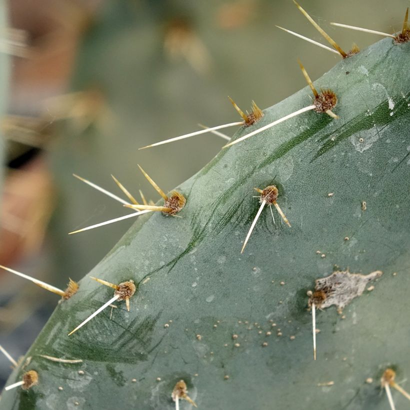 Opuntia engelmannii Belen - Schijfcactus (Blad)