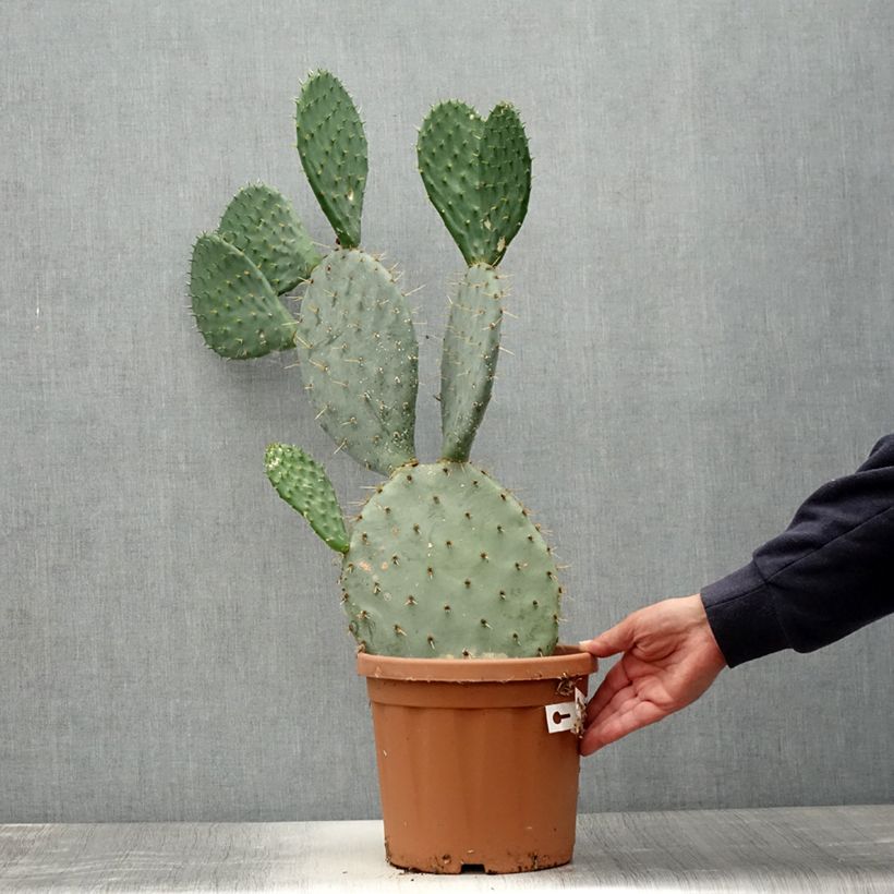 Exemplaar van Opuntia engelmannii - Schijfcactus Pot van 4 l/5 l zoals geleverd in de zomer