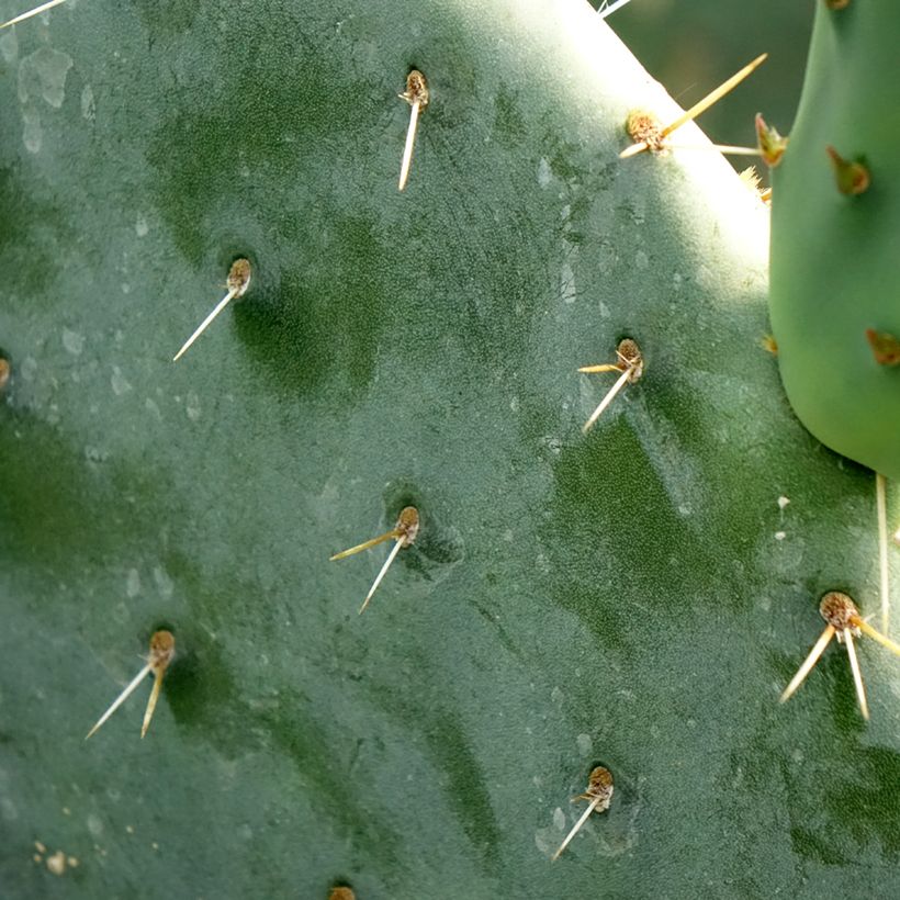 Opuntia engelmannii - Schijfcactus (Blad)
