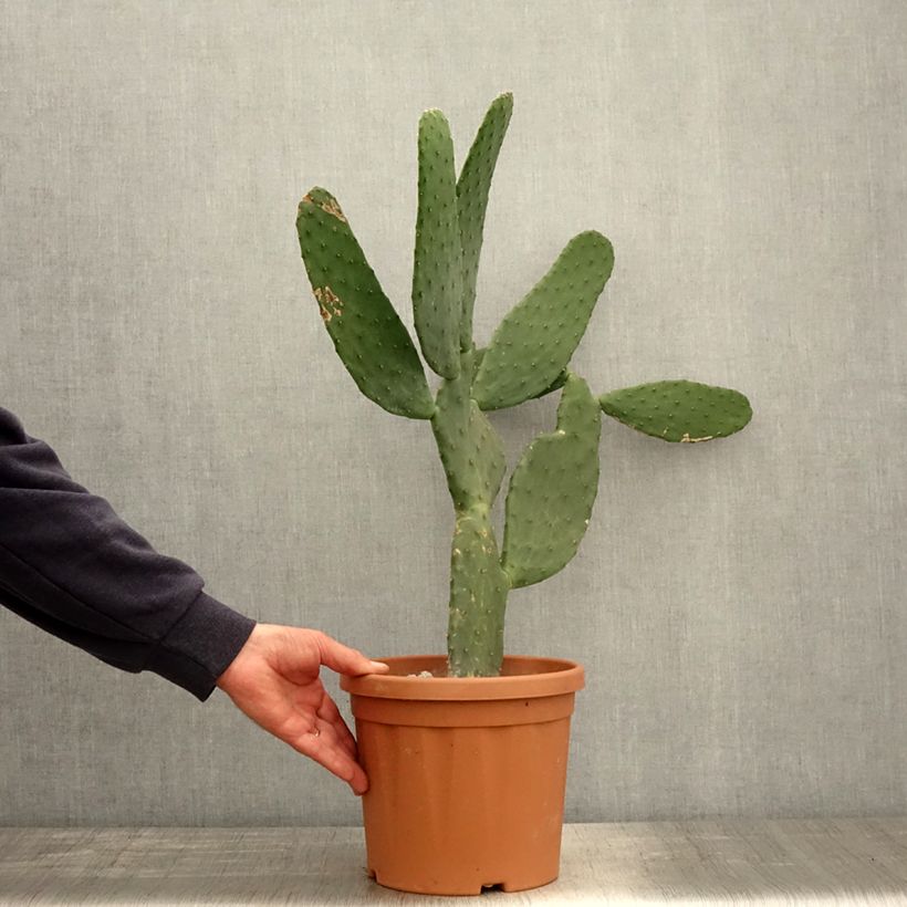 Exemplaar van Opuntia engelmannii linguiformis - Schijfcactus Pot van 4 l/5 l zoals geleverd in de lente