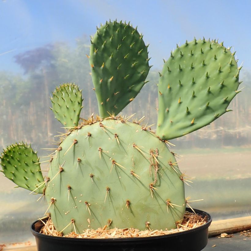 Opuntia engelmannii rastrera - Schijfcactus (Groeiplaats)
