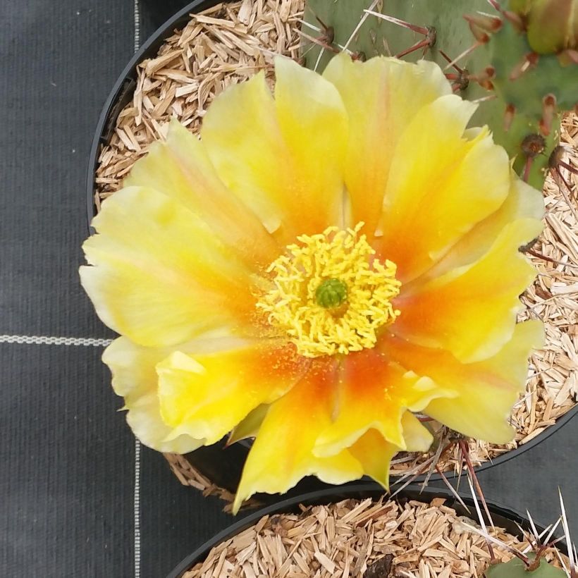 Opuntia engelmannii rastrera - Schijfcactus (Bloei)