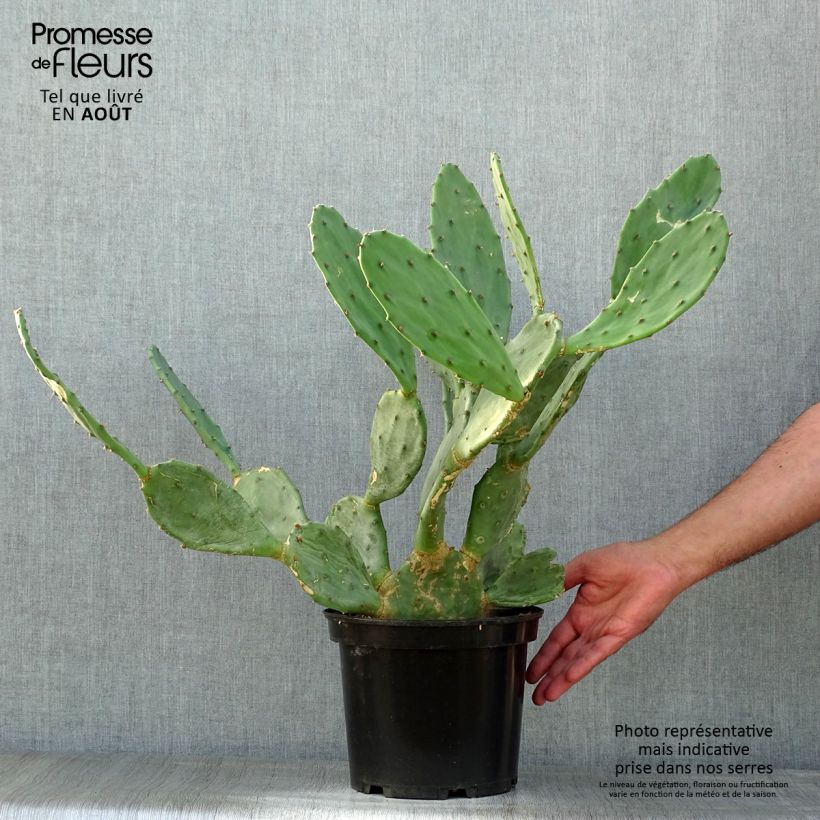 Exemplaar van Opuntia engelmannii rastrera - Schijfcactus Pot van 4 l/5 l zoals geleverd in de zomer