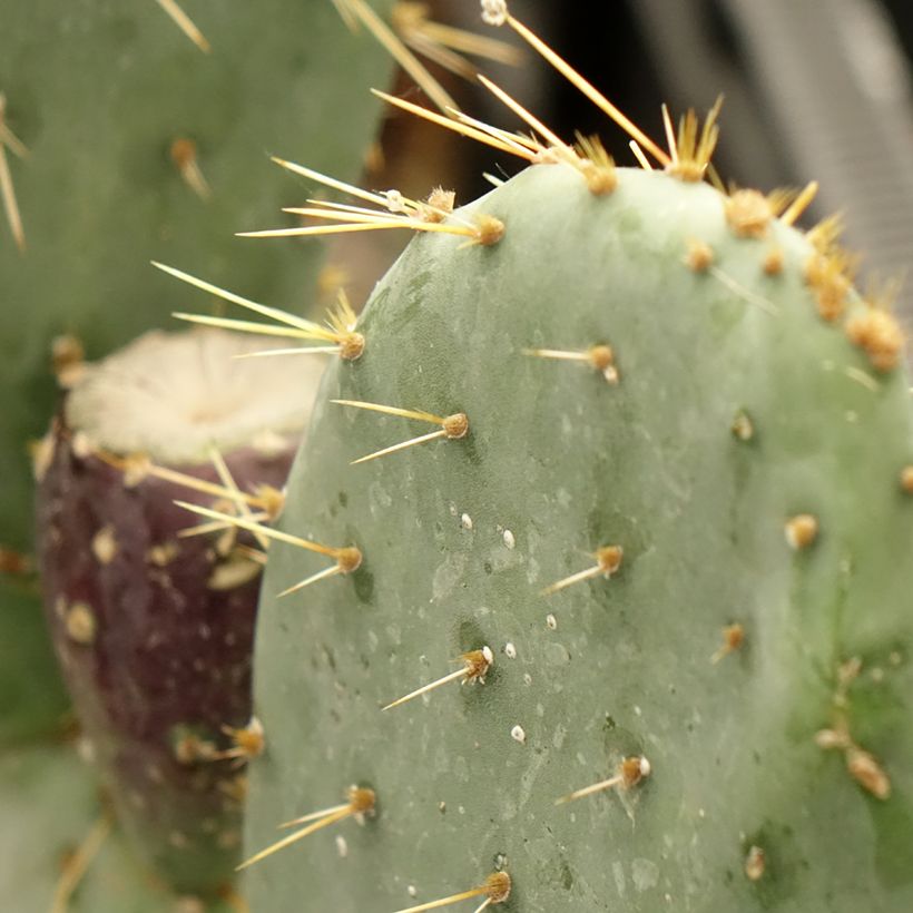 Opuntia engelmannii rastrera - Schijfcactus (Blad)