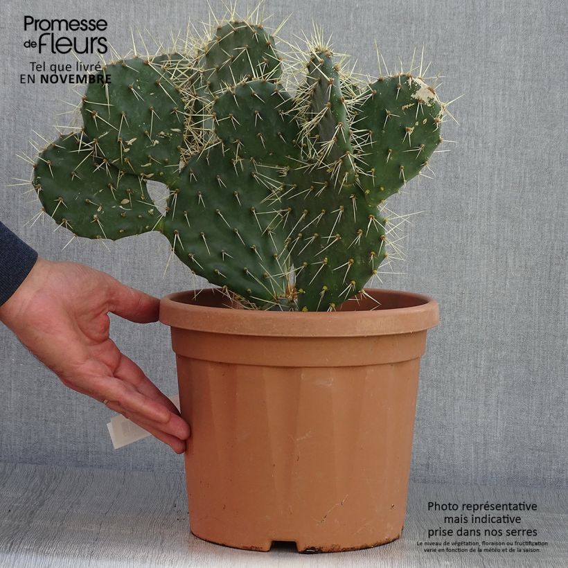 Exemplaar van Opuntia howeyi - Vijgcactus Pot van 4 l/5 l zoals geleverd in de herfst