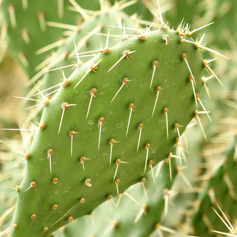Opuntia howeyi - Vijgcactus (Blad)