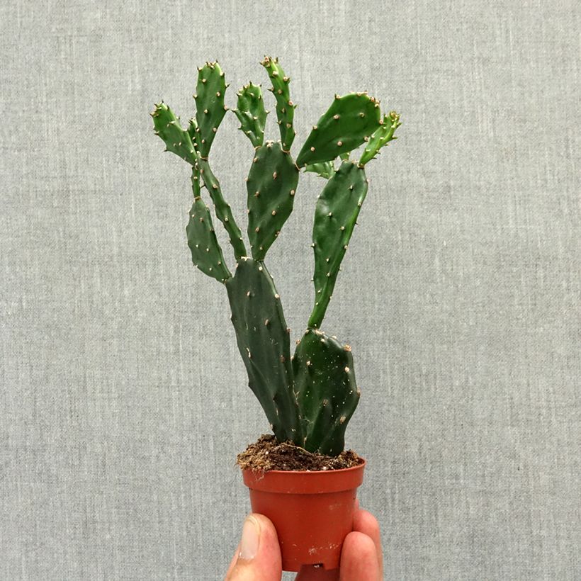 Exemplaar van Opuntia jamaicensis - Cactus raquette Mini-kamerplanten zoals geleverd in de lente