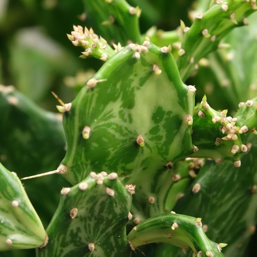 Opuntia jamaicensis Ghost - Schijfcactus (Blad)