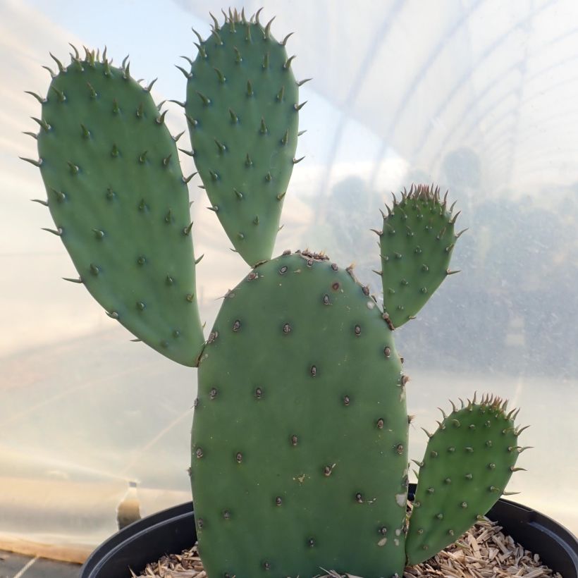 Opuntia laevis - Schijfcactus (Groeiplaats)