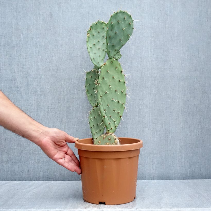 Exemplaar van Opuntia laevis - Schijfcactus Pot van 4 l/5 l zoals geleverd in de zomer