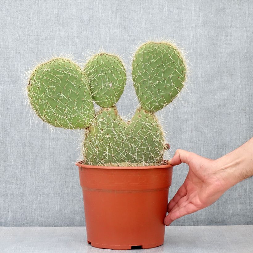Exemplaar van Opuntia leucotricha - Schijfcactus Pot van 4 l/5 l zoals geleverd in de lente