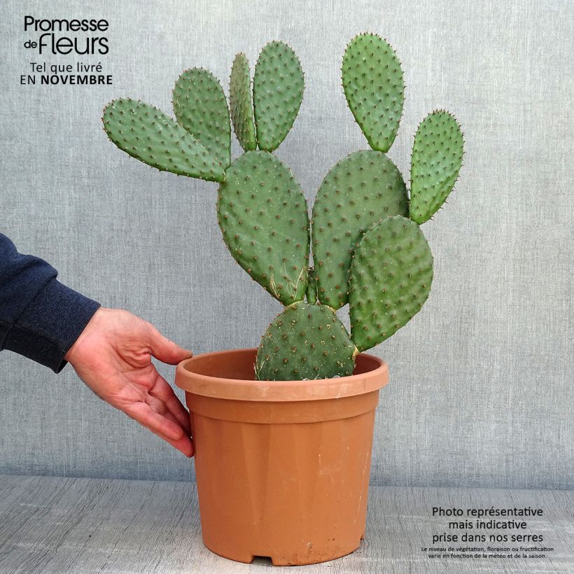 Exemplaar van Opuntia lubrica - Schijfcactus Pot van 3 l/4 l zoals geleverd in de herfst