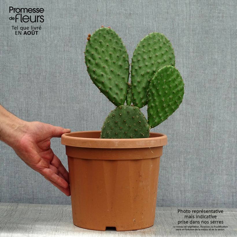 Exemplaar van Opuntia lubrica - Schijfcactus Pot van 3 l/4 l zoals geleverd in de zomer