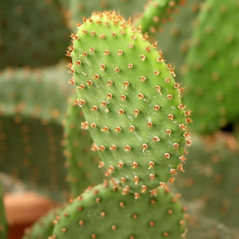 Opuntia lubrica - Schijfcactus (Blad)