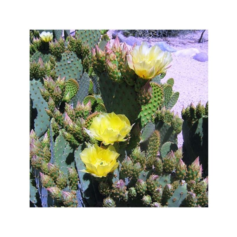 Opuntia lubrica - Schijfcactus (Bloei)