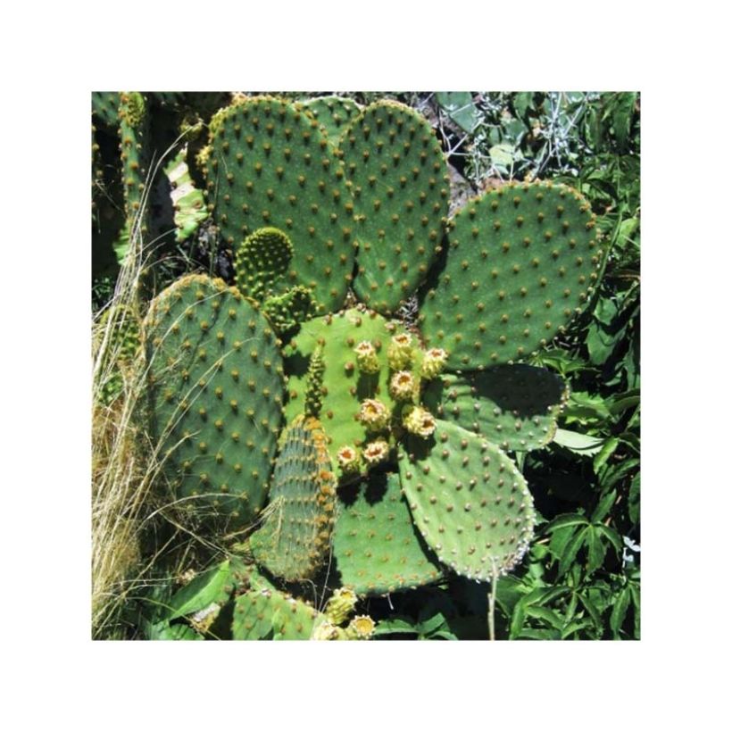 Opuntia lubrica - Schijfcactus (Groeiplaats)
