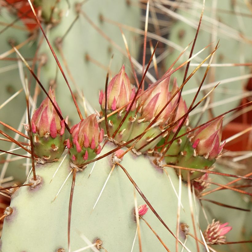 Opuntia macrocentra - Vijgcactus (Blad)