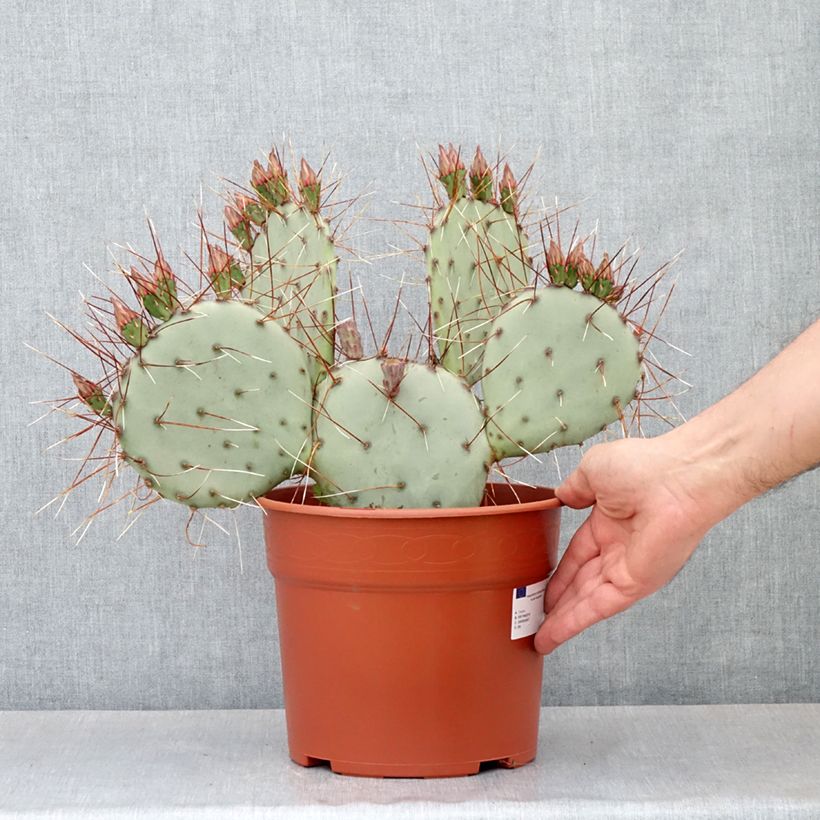 Exemplaar van Opuntia macrocentra - Vijgcactus Pot van 4 l/5 l zoals geleverd in de lente