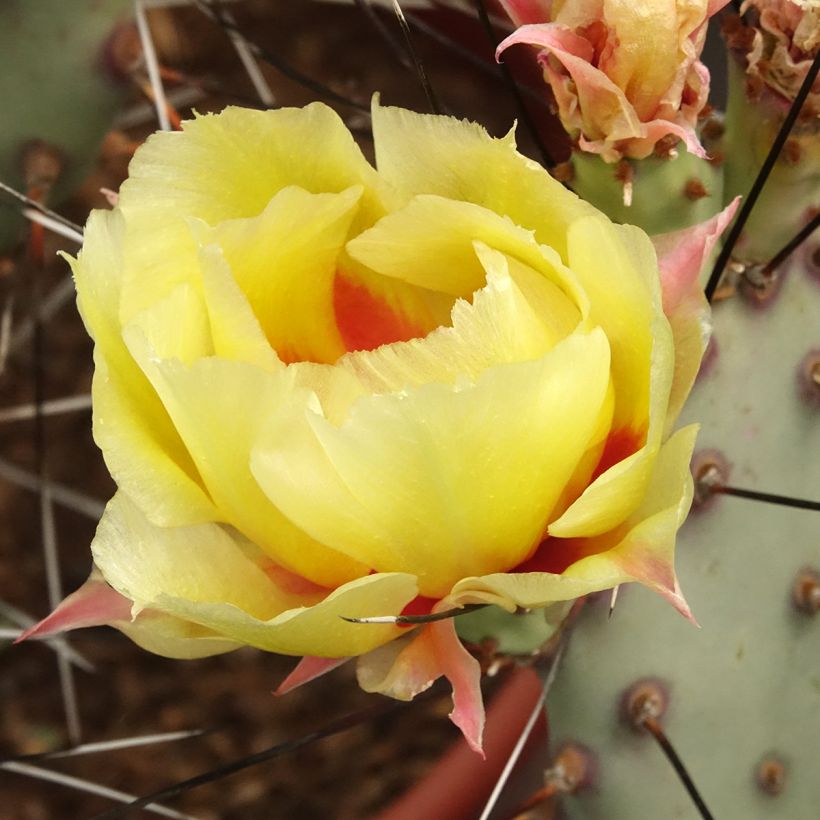 Opuntia macrocentra - Vijgcactus sleedoorn (Bloei)