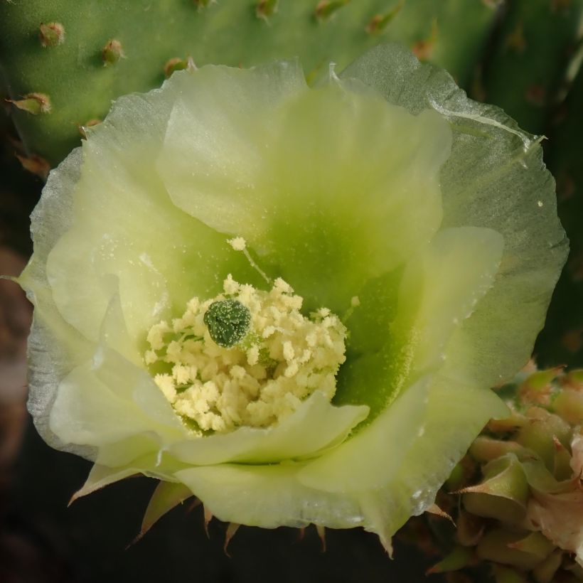 Opuntia microdasys Caress - Konijnenoren (Bloei)