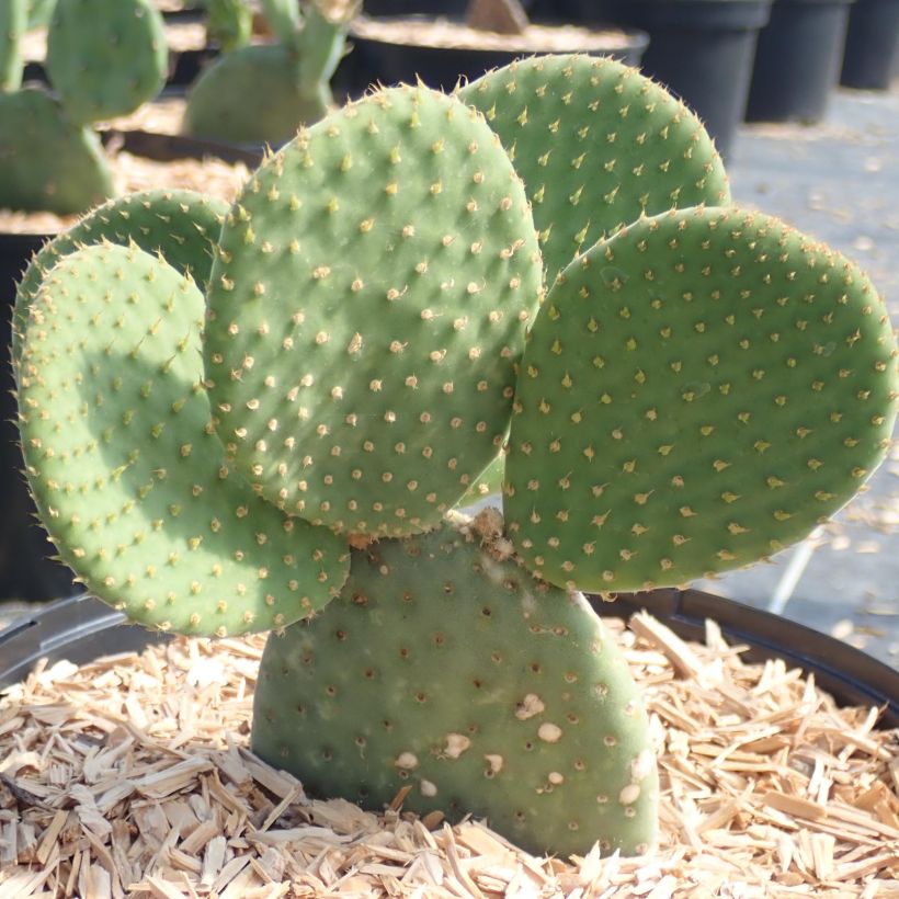 Opuntia microdasys Caress - Konijnenoren (Groeiplaats)