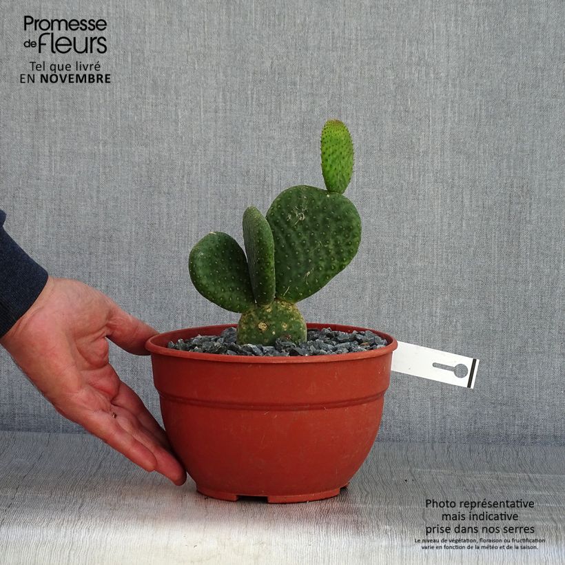 Exemplaar van Opuntia microdasys Caress - Konijnenoren Pot van 3 l/4 l zoals geleverd in de herfst