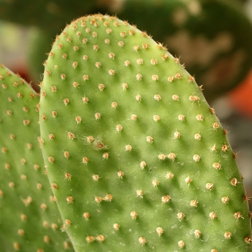 Opuntia microdasys Caress - Konijnenoren (Blad)