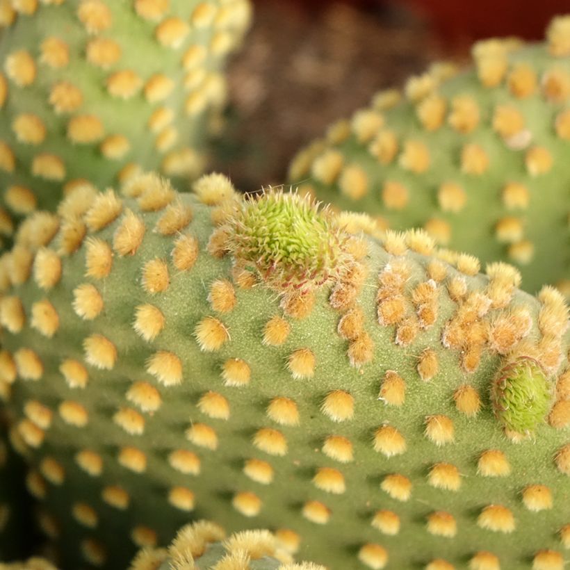Opuntia microdasys var. pallida - Konijnenoren (Blad)