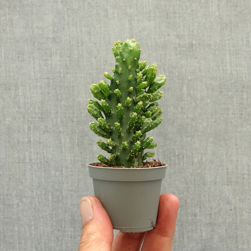 Exemplaar van Opuntia monacantha - Schijfcactus Mini-kamerplanten zoals geleverd in de lente